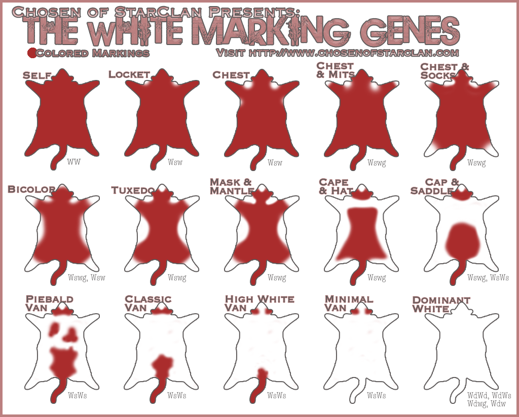 An image displaying the variations in the white marking genes in domestic cats.